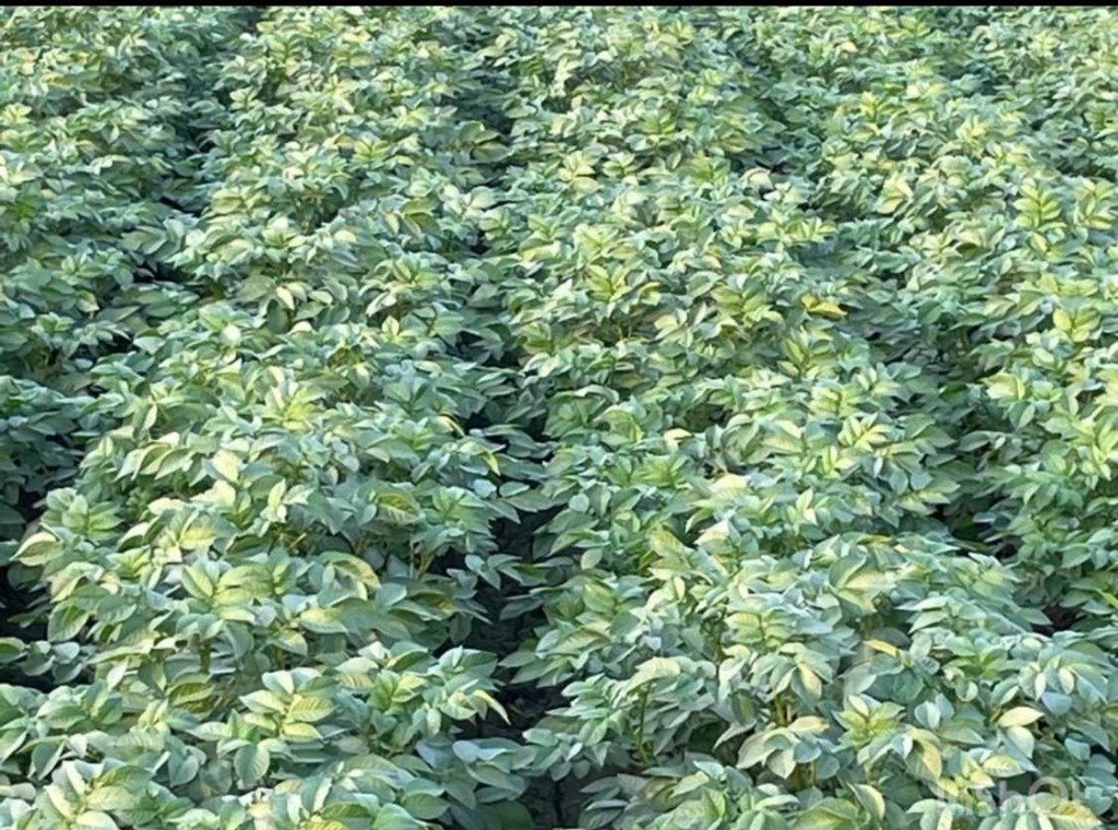 SPSG Crop Canopy