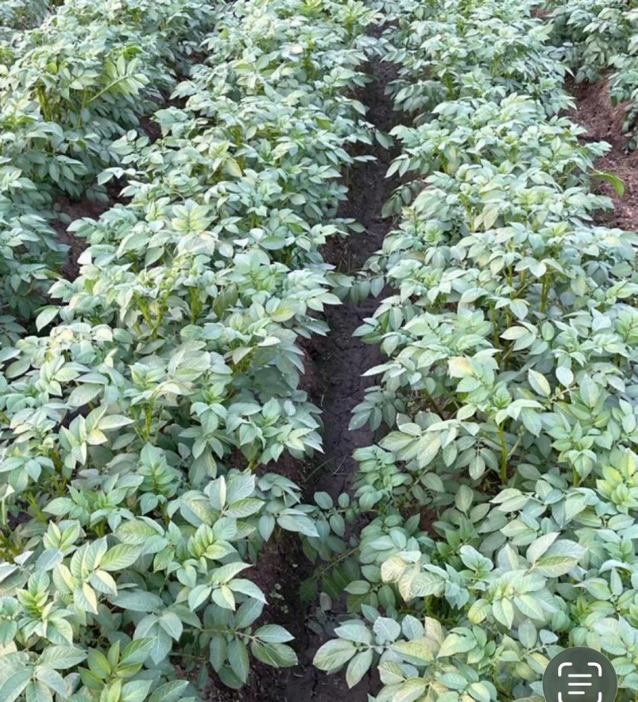 SPSG Field Crop Rows