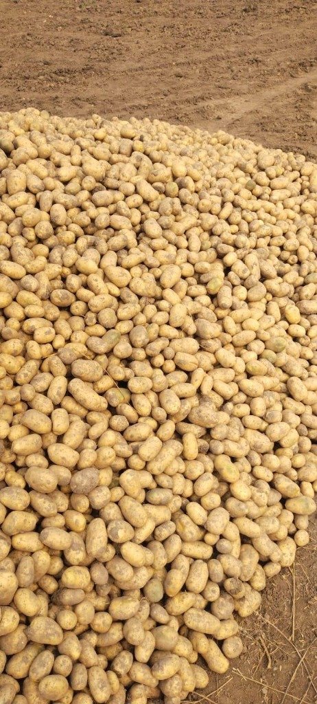 SPSG Seed Grading Heap