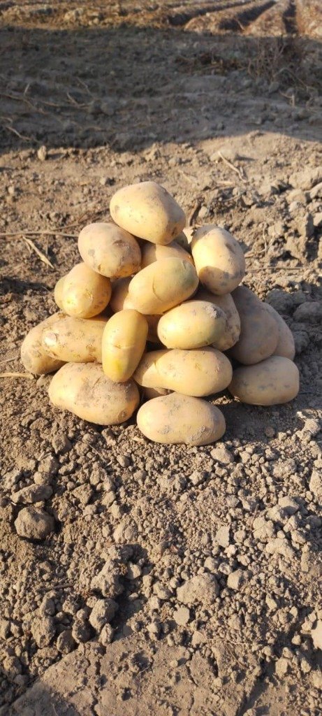 SPSG Harvested Tubers