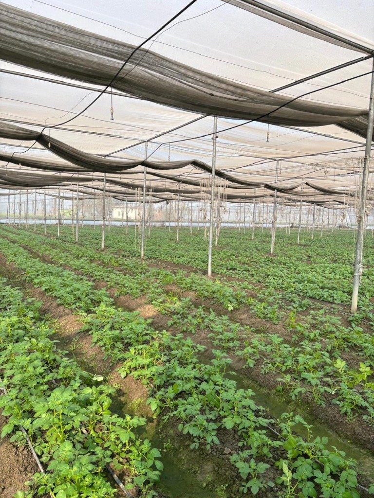 SPSG Net-house Nursery